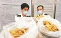 旅客携带濒危大青鲨鱼翅被查