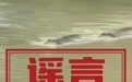 官方辟谣！“广西洪涝有鳄鱼逃出”系旧闻嫁接