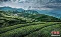 （乡村行·看振兴）闽浙边界“茶叶村”：茶香出深山 产值破亿元