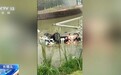 车辆坠河司机遇险，路人组团接力救援
