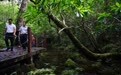 万里边疆行丨车行绿道 邂逅雨林(2)