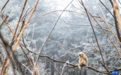 湖北神农架：雪中猴趣