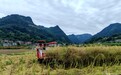 乡村振兴看贵州丨初夏农事忙 田间焕新貌