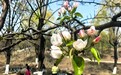 长春梨花文化周绘就生态文旅新画卷