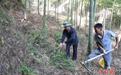 （乡村行·看振兴）福建泰宁：林改“破壁”让翠竹变“绿金”