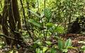 极小种群野生植物“毛瓣金花茶”和“顶生金花茶”野外回归 获得国家自然科学基金等资助