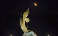 星空相册 | 年度最大下弦月“爬上”夜空(8)#