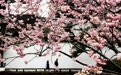花开万里 共赴春光(1)#