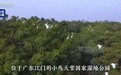 高端访谈丨船游江门“小鸟天堂” 瑙鲁总统：希望更多地了解江门