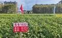 黑龙江：“五良”融合提升粮食单产