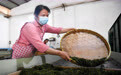 重庆荣昌：春茶采摘正当时(5)