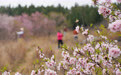 山东淄博：桃红松绿 漫山春光(5)