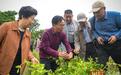 宜昌万亩中药材种植基地，来了群“银发”专家