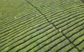 在茶园里品味春天(7)#