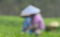广西横州：风雨过后，茉莉花又开