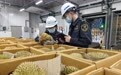 榴莲旺季迎“超级周末”超6300吨进口鲜榴莲来了