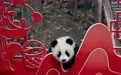 2025级新生大熊猫幼崽亮相贺新春(10)