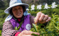 苏州洞庭山：碧螺春茶迎来采摘期(4)