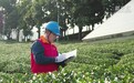 浙江丽水：电力护航春茶飘香