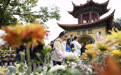 云南昆明：秋菊绽放(1)