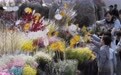 特写：香港年宵花市群芳斗艳喜迎新春(4)