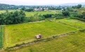 重庆荣昌：3.6万亩再生稻迎丰收(5)