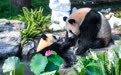 重庆动物园大熊猫“良月”幼崽迎来一周岁生日(2)