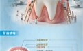 图说百科丨全国爱牙日·牙齿“说明书”