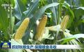 抓好秋粮生产 保障粮食丰收