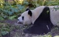 四川宝兴：依托大熊猫构建生态文旅产业链(8)#