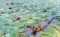 江苏兴化：水上好“丰”景(4)#