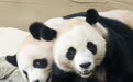 旅韩双胞胎大熊猫将于12月回国(2)