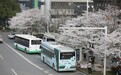 武汉“最美公交站”樱花盛放市民乘公交赴春日之约