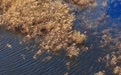 美丽中国｜水镜映秋色 芦荡藏鸟音(4)#