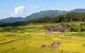乡村振兴看贵州丨稻浪飘香迎秋收 田间处处好光景