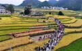 贵州玉屏：开镰庆丰收(1)#