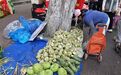 哈尔滨一年一度储秋菜大幕悄然拉开！芥菜疙瘩“亮相”早市，市民一买就是十几斤