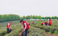 “志愿红”守护“生态绿”，京港澳高速志愿者走进黄荆塘茶园