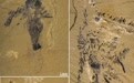 科研人员发现5.18亿年前步带动物胶膜玉净虫化石(1)