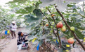 河北唐山：无花果种植铺就致富路(2)#