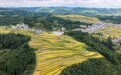 贵州长顺：水稻成熟收割忙(2)
