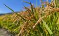 盐碱地“逆袭记”！科技种粮，荒地变宝地