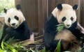 旅韩双胞胎大熊猫将于12月回国(1)