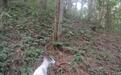 罕见野生白化毛冠鹿现身贵州雷公山国家级自然保护区
