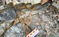 (2)已知最早不会飞的鸟在中国发现
