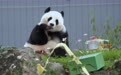 旅美大熊猫“青宝”迎来5岁生日(2)