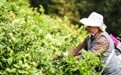 贵州六枝：明前春茶采摘忙(3)