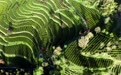 诗意中国丨春山谷雨前 并手摘芳烟(5)#