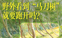 野外看到“马刀树”就要跑开吗