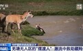 视频丨从“摆渡人”到“奶爸” 高原汉子在生命禁区守护藏羚羊